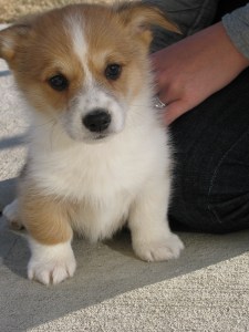 welsh corgi puppy bruce