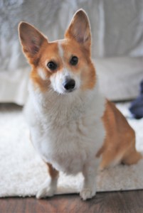 corgi