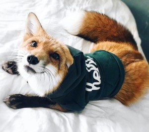 juniper pet fox