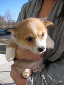 corgi