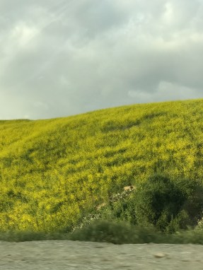 CA wildflower bloom