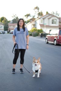 corgi bruce WISP broom