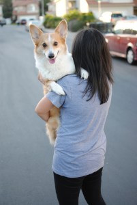 corgi bruce WISP broom