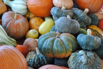 CA fall pumpkin patch