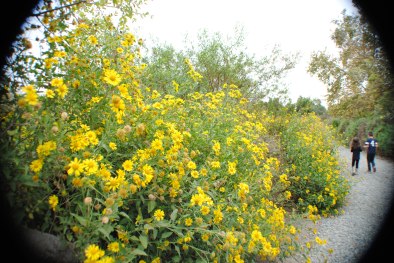 chino ca wetlands park