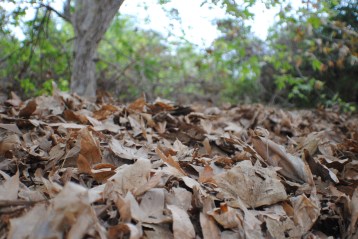 chino ca wetlands park