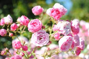 Beacon Hill Park Victoria British Columbia free public park kids